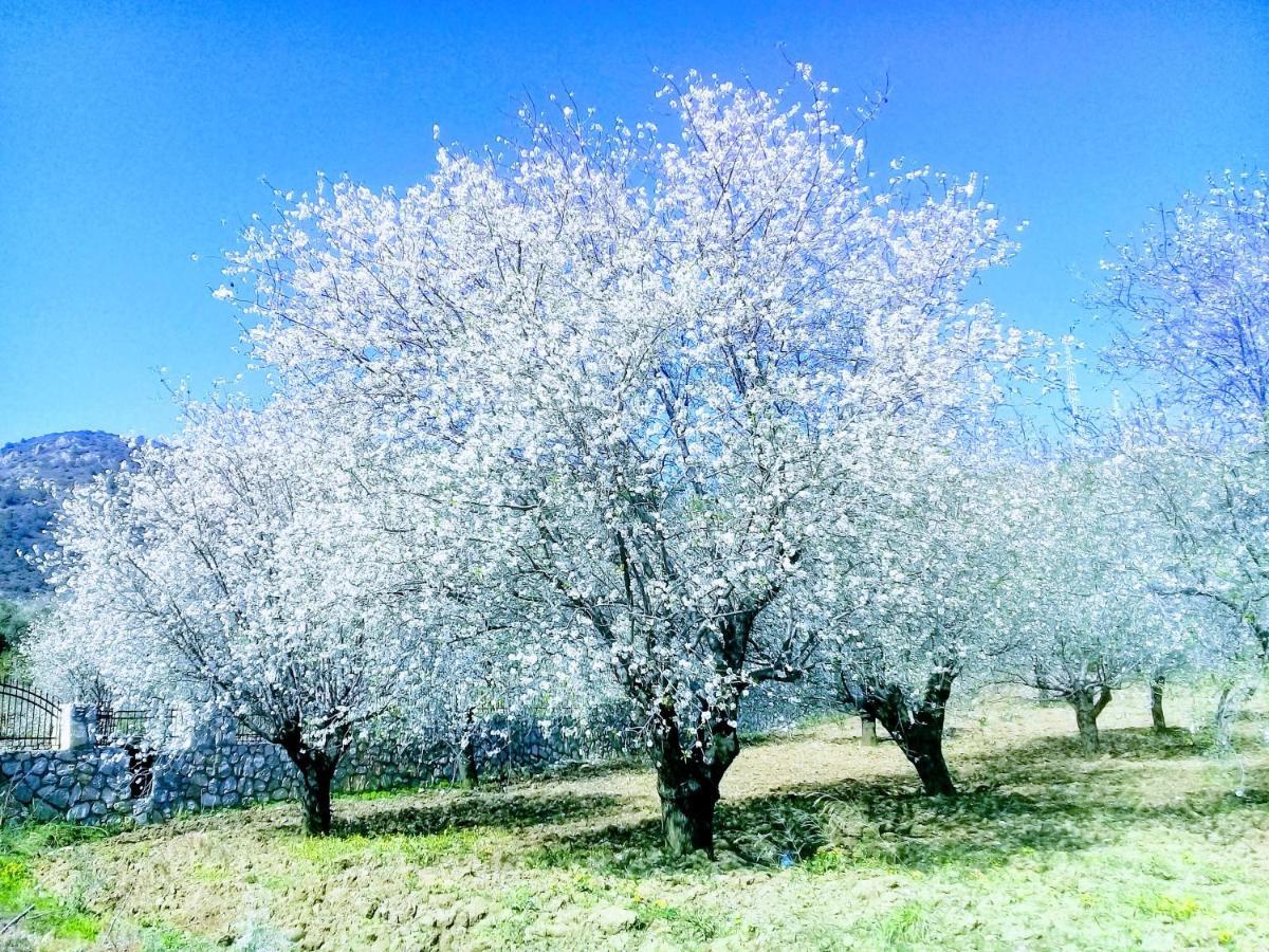 Mavi Kelebek Datca Εξωτερικό φωτογραφία